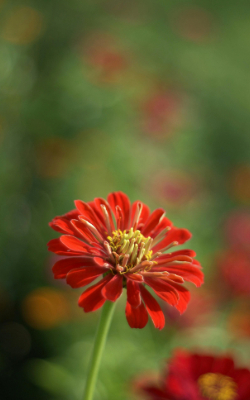 Red Zinnea