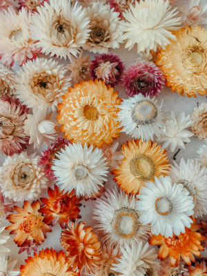 Straw Flower
