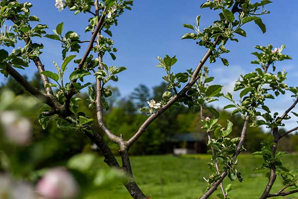 Apple tree branches
