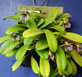 Orchid by Daryl Yerdon