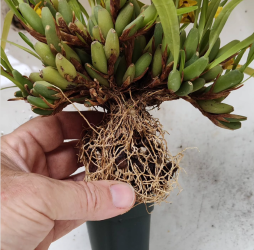 Orchid by Daryl Yerdon