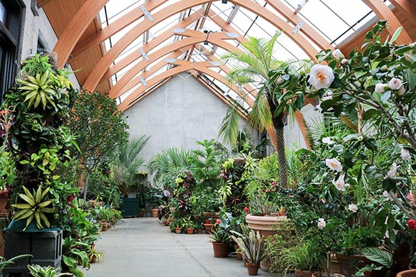 The limonaia conservatory featuring arched wood beams and window skylight with subtropical plants living in the conservatory